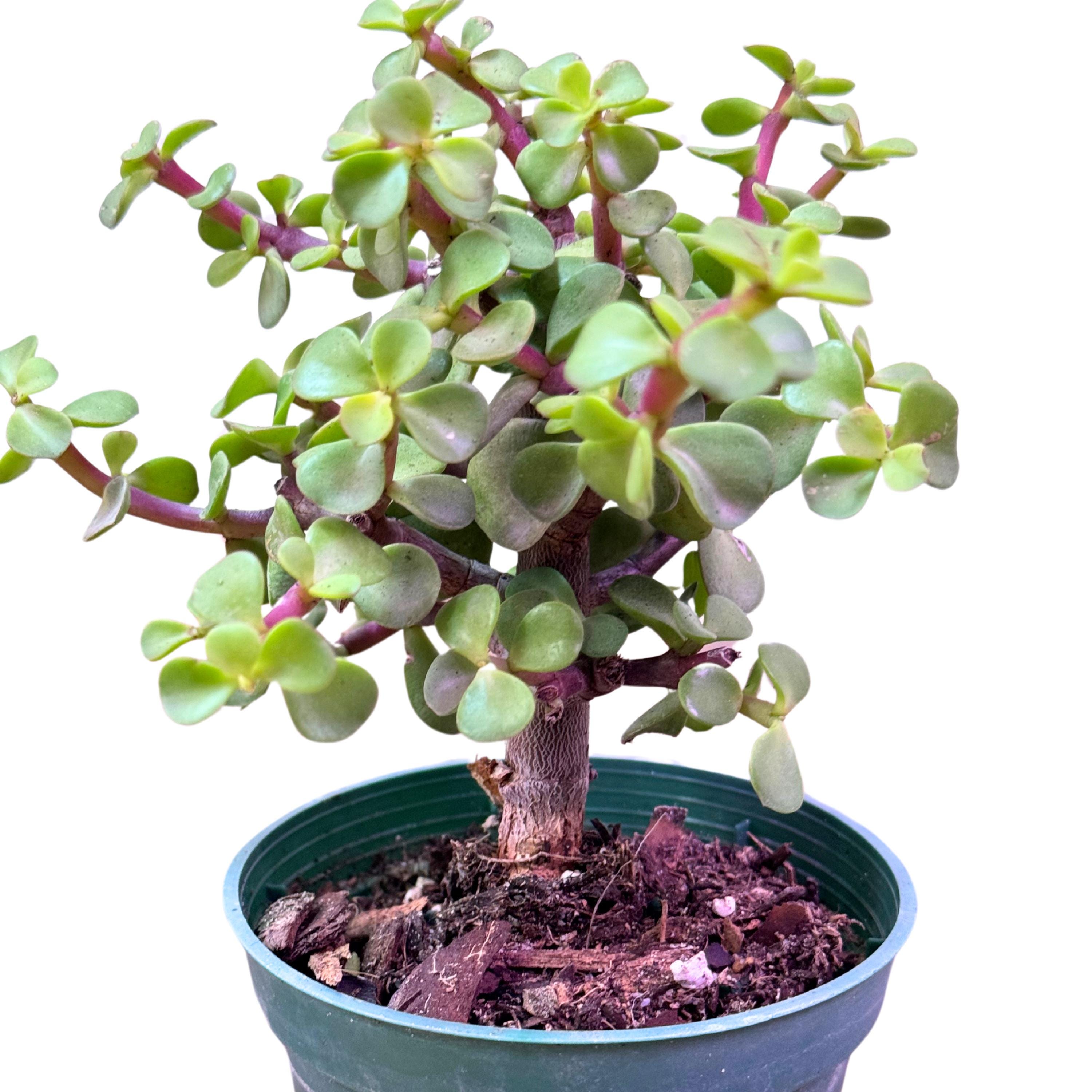 Jade Bonsai Tree Live Plant | Elephant Bush Starter Bonsais | Friendship  Plant | Portulacaria Afra Plant Gifts for Indoor Houseplant Gifts - Etsy
