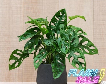 Monstera Swiss Cheese Live Plants | Adansonii Monstera Plant | Fully Rooted House Plants Indoor | Split Leaf Monstera Houseplants | Albo