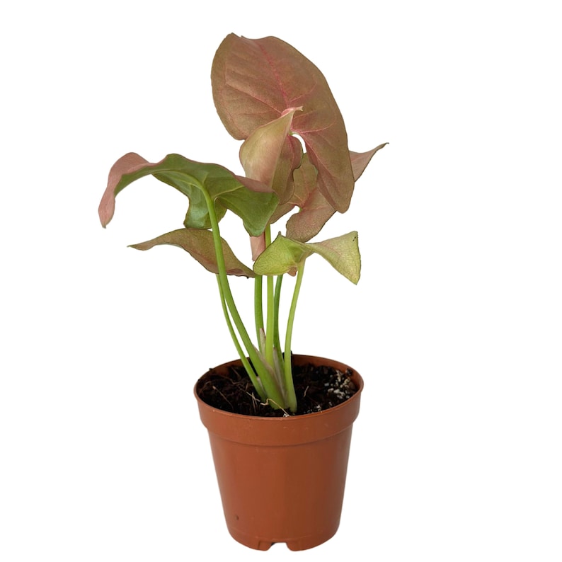 PlantCityUS Syngonium Neon Robusta Plant - Thumbnail 4