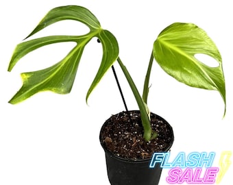 Monstera Burle Marx Flame Live Plant | Burle Marx Flame Starter Plants | Houseplants for Indoor Outdoor Garden | House Plants Albo Gift