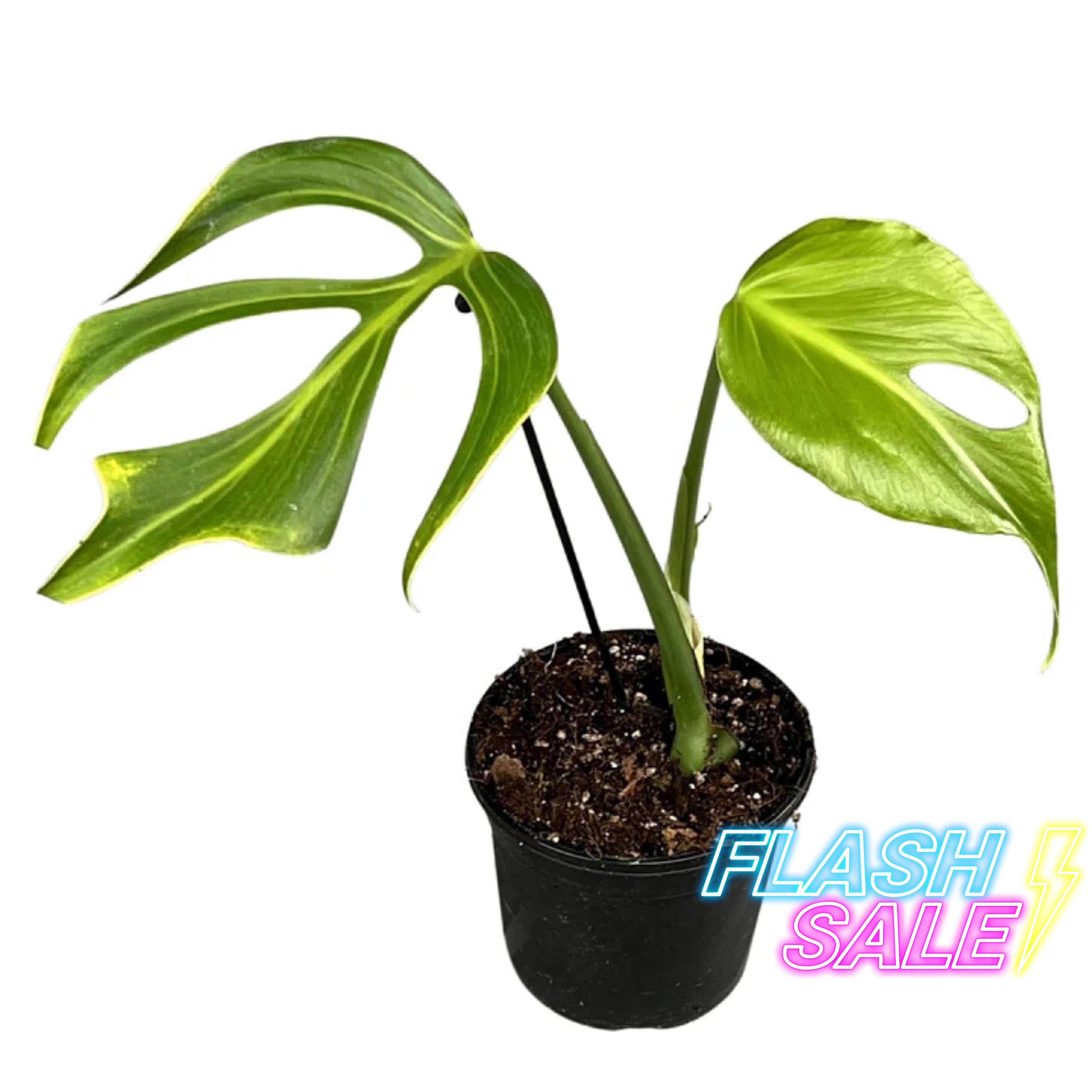 Monstera Burle Marx Flame Seed - Etsy