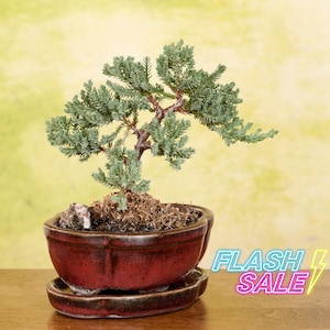 May include: A small juniper bonsai tree in a red ceramic pot with a matching saucer. The tree has a green and blue foliage and is trimmed into a traditional bonsai shape.