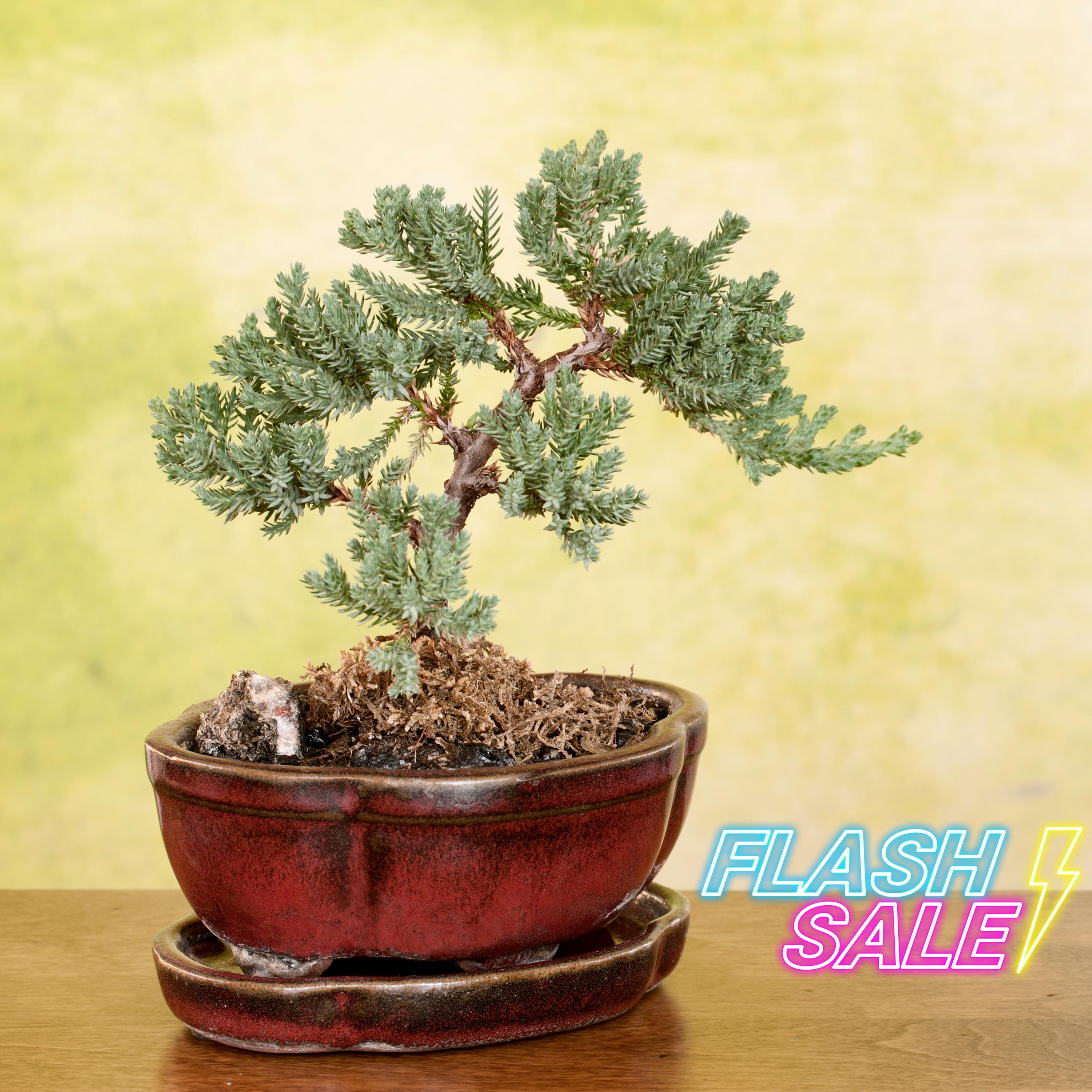 Indoor Bonsai Tree - Etsy