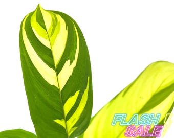 Calathea Variegated Pilosa 'golden Mosaic' Indoor Plants Water Rooted 34-10  - Etsy