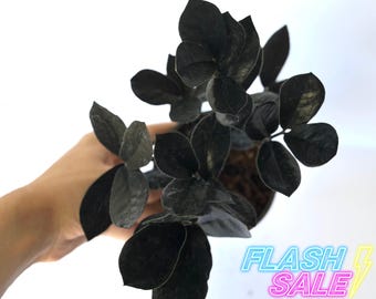 Black Zz Live Plant | Low Light House Plants | Black Queen Zz Houseplants Fully Rooted | Easy Care Low Maintenance Plants Gift | Houseplants