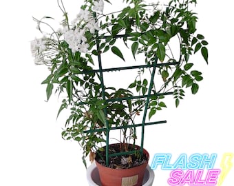 Sambac Jasmine Live Plant | Fragrant Arabian Jasmine Plants 1 Gallon | House Plants for Beginner | Houseplants for Indoor Outdoor Garden