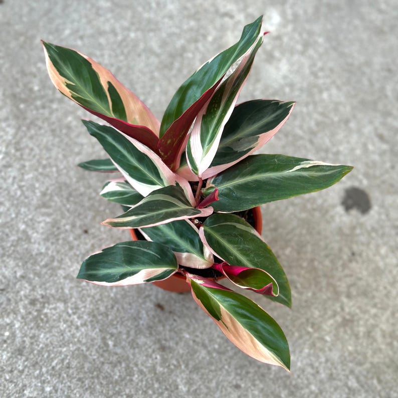PlantCityUS Stromanthe Triostar
