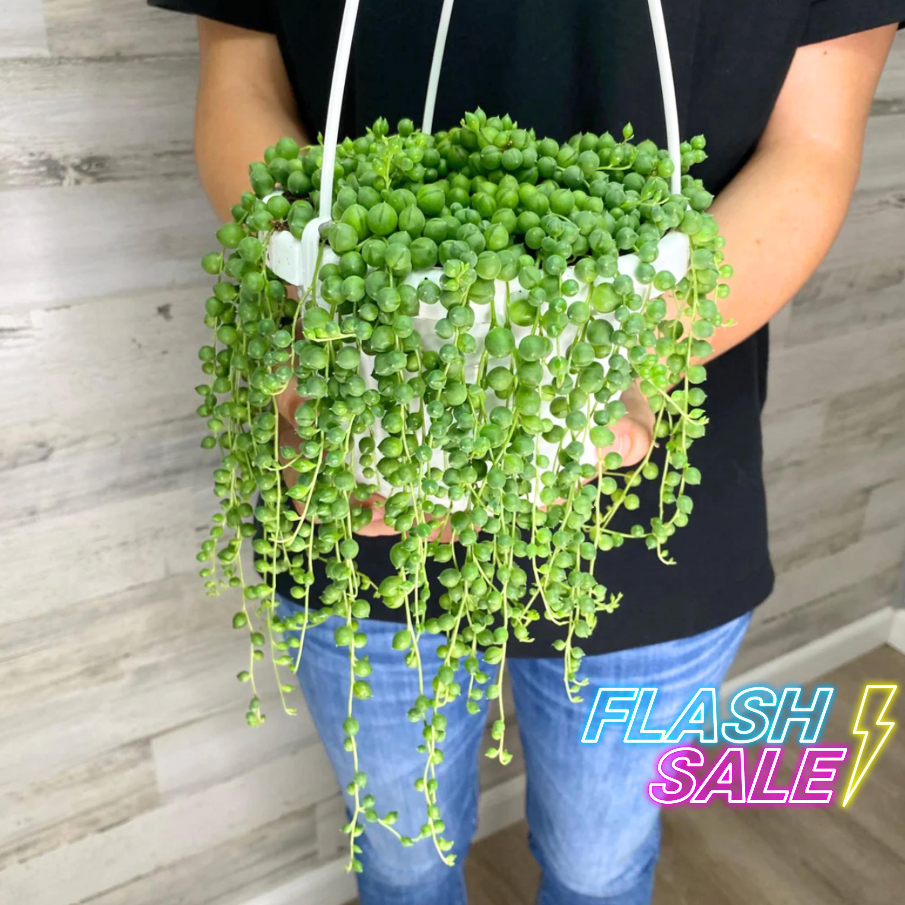 String of Pearls Live Plant | Curio Rowleyanus Starter Plants | Rare Cacti and Succulents Indoor Houseplant | Beginner Hanging Plant Gifts