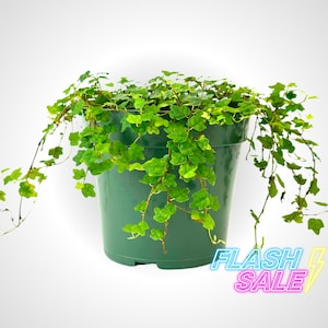 May include: A green plastic pot with a trailing green plant with small leaves. The plant is growing out of the pot and trailing down the sides.