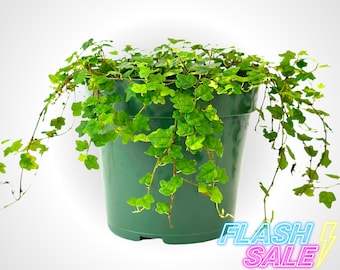 golden pothos near me Golden Pothos main image 1