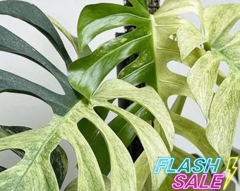 Monstera Deliciosa Mint Starter Plant **(ALL Plants Require You to