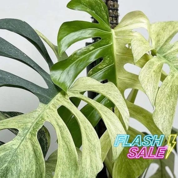 Monstera Mint Live Plant SALE | Rare Monstera Albo Mint Fully Rooted House  Plants Indoor | Albino Monstera Mint Starter Houseplant | Gift