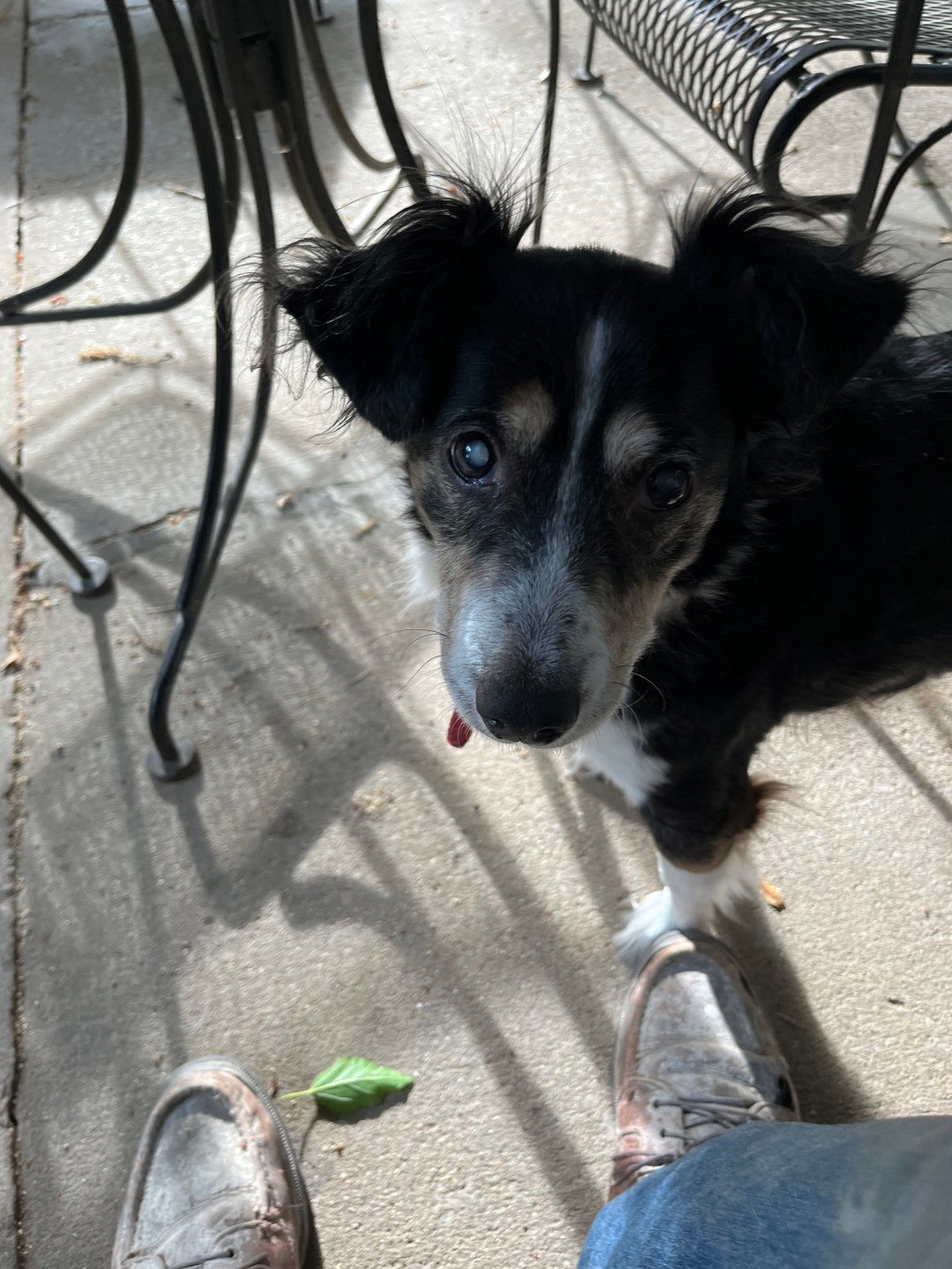 ELIZABETH CUSTOM ORDER Diy Toy Box Big Dog Toy Box is a Diy Etsy