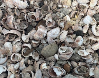 3Lb Seashells Small Mixed, Seashells Bulk for Crafting, Beach Natural Bulk Shells for Crafts DIY Beach Theme Party Candle Decor, Fish Tank