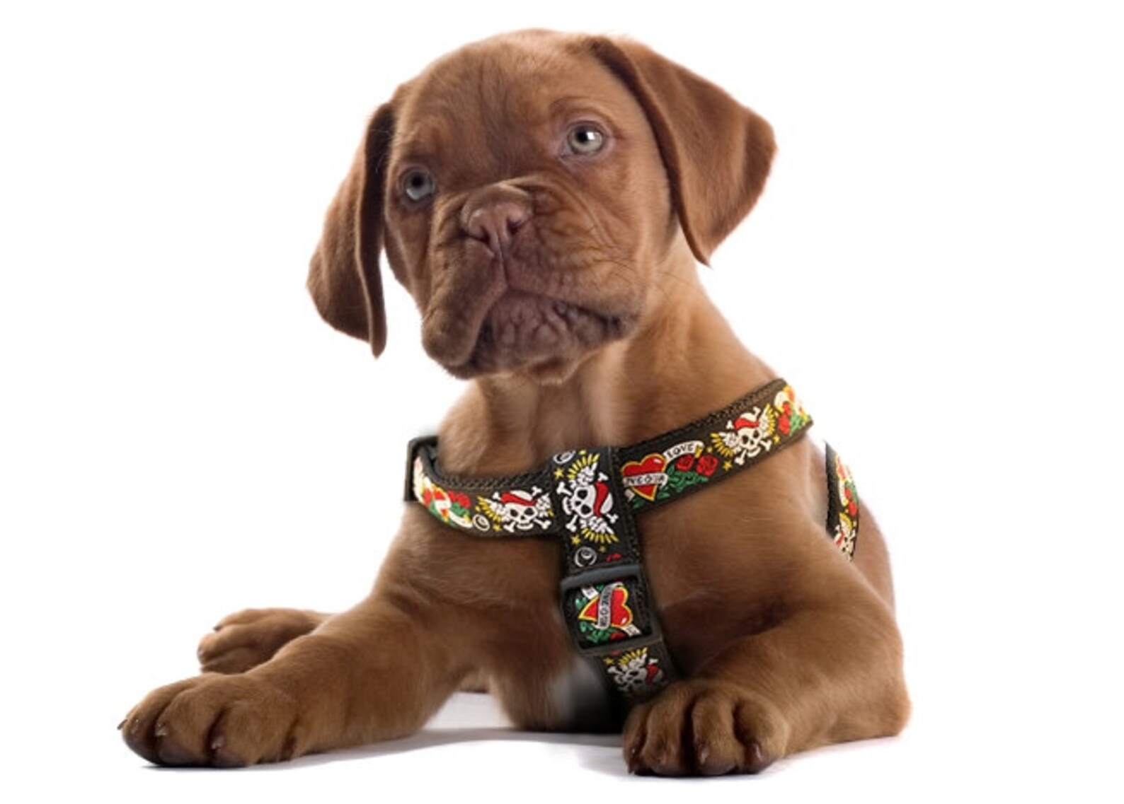 1 Width Personalized Dog Harness Dog halter Large Etsy