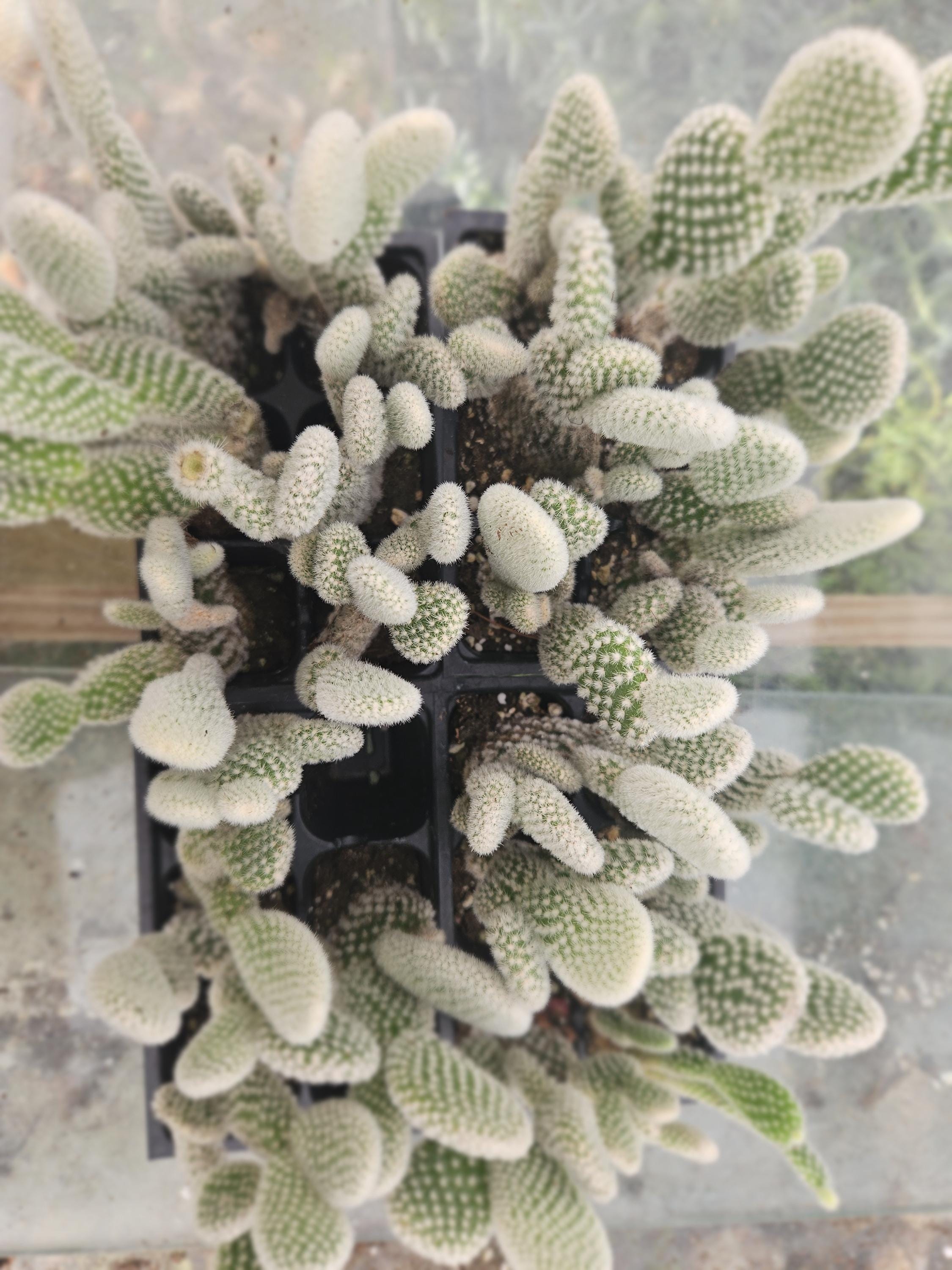Bunny Ear Cactus - Etsy