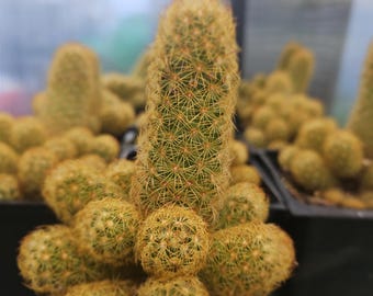 Gold Lace Ladyfinger Cactus (mammillaria Elongata) - 2"-4" Pot - Etsy