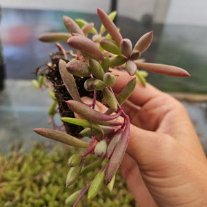Ruby Necklace- Othonna Capensis