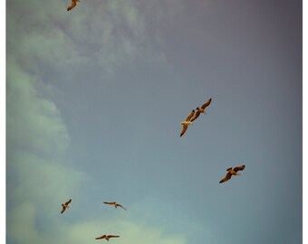 Seagulls Flying high in the Sky