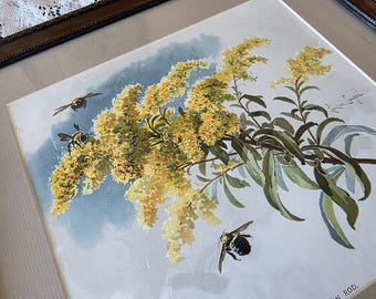 Chromo Goldenrod Bees Print by Paul de Longpre | deL6 Antique Autographed