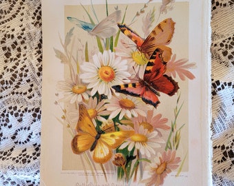 Antique Butterfly Daisies Paul de Longpre Print | E2531 Antique c1899 Chromolithograph | Farmhouse Decor
