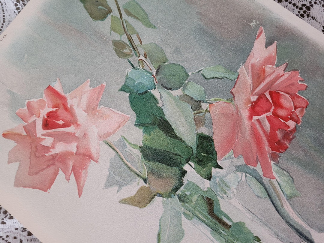 Antique Roses Print OLD Rhoda Holmes Nicholls A449 C1903 ...