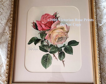 Antique Roses Print Paul de Longpre Peace and Pink Gold Frame deL2000a | Original Chromolithograph Listed Artist | Floral Flower Art