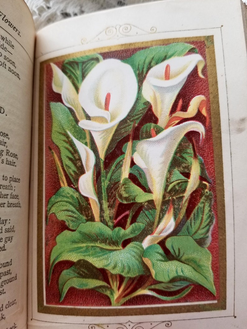 C1877 Language and Poetry Flowers Book with Floral Etsy