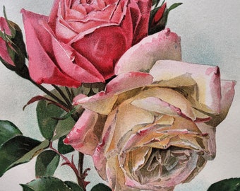 Antique Print Paul de Longpre Peace and Pink Coral Roses Near Fine deL2000a | Original Chromolithograph Listed Artist | Floral Flower Art