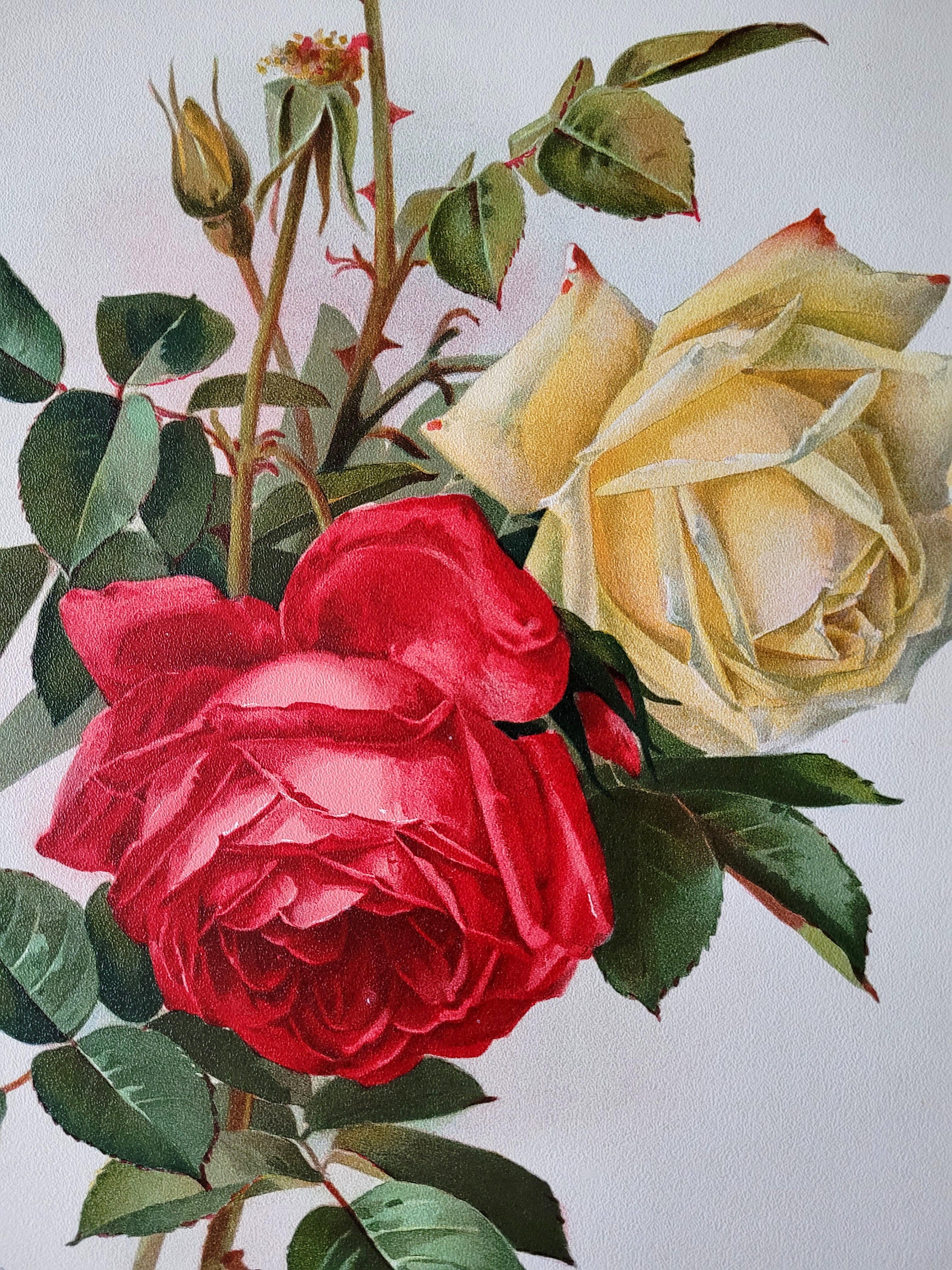 Antique Roses Print American Beauty and Peace Paul De - Etsy