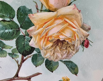 2 ANTIQUE Roses Prints by Paul de Longpre E460 | Book Author Autographed Art