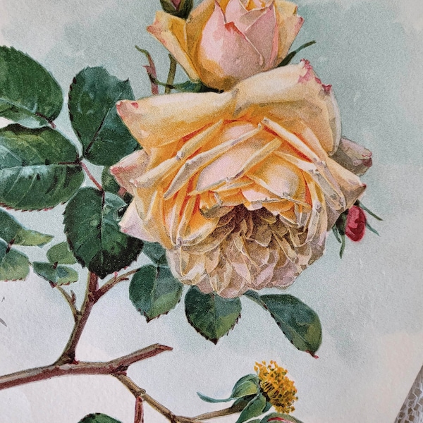 Antique Roses Print Paul de Longpre  E460 | Book Author Autographed | Flower Floral Boudoir Art | The Gilded Age | Farmhouse