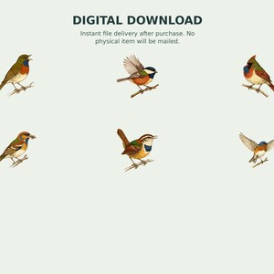 Backyard Songbird Naturalist Clipart preview 9