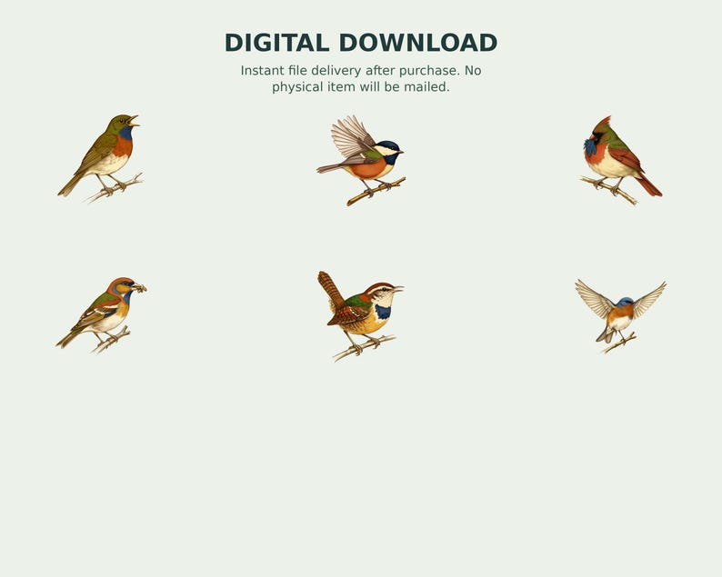 Backyard Songbird Naturalist Clipart preview 9