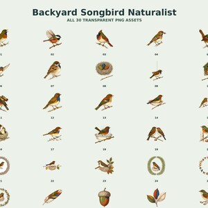 Backyard Songbird Naturalist Clipart preview 2