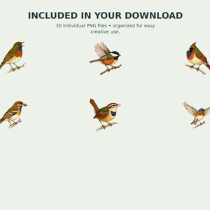 Backyard Songbird Naturalist Clipart preview 8