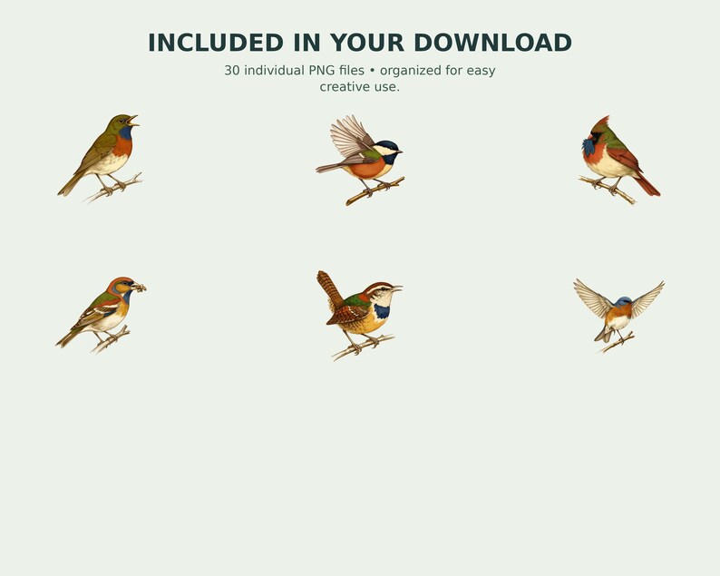 Backyard Songbird Naturalist Clipart preview 8