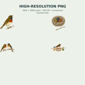 Backyard Songbird Naturalist Clipart preview 4