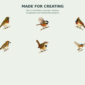 Backyard Songbird Naturalist Clipart preview 7