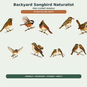 Backyard Songbird Naturalist Clipart preview image 9
