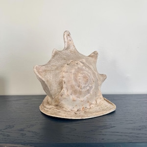 Large 9" Queen Helmet Conch Shell - Tiger Striped Seashell Decor