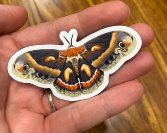 Cecropia Moth Magnet