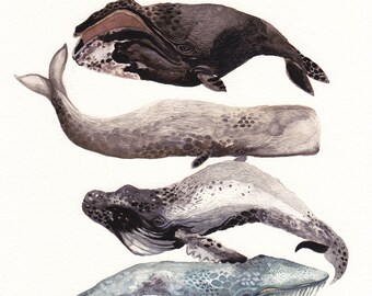 Six Whales Stacked - Archival Print