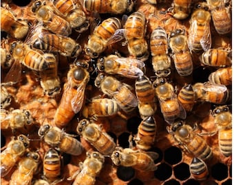 Reina abeja