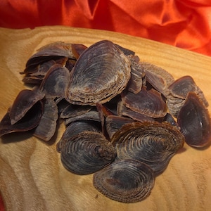 May include: A pile of dark brown, textured seashells with a ridged pattern. The shells are arranged on a light brown wooden surface, with a vibrant red fabric in the background.