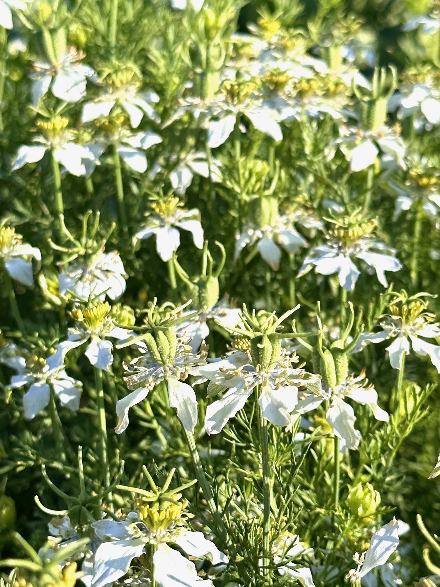Kalonji/nigella Sativa Seeds - Etsy