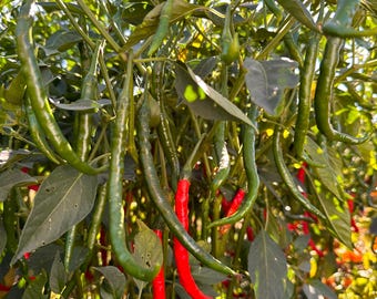 Long Indian Pepper Seeds