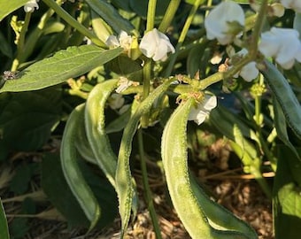 Val Papdi Seeds
