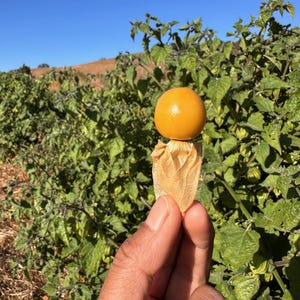 May include: A golden-orange cape gooseberry fruit held in a hand, with a papery husk. The background shows a field of gooseberry plants under a clear blue sky. The fruit is round and smooth, with a vibrant color.