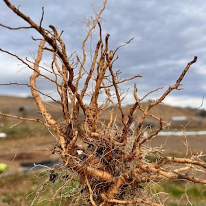 May include: A close-up of a large, tangled mass of brown roots. The roots are thick and woody, and they are spread out in a chaotic pattern. The roots are against a background of brown dirt and green grass.